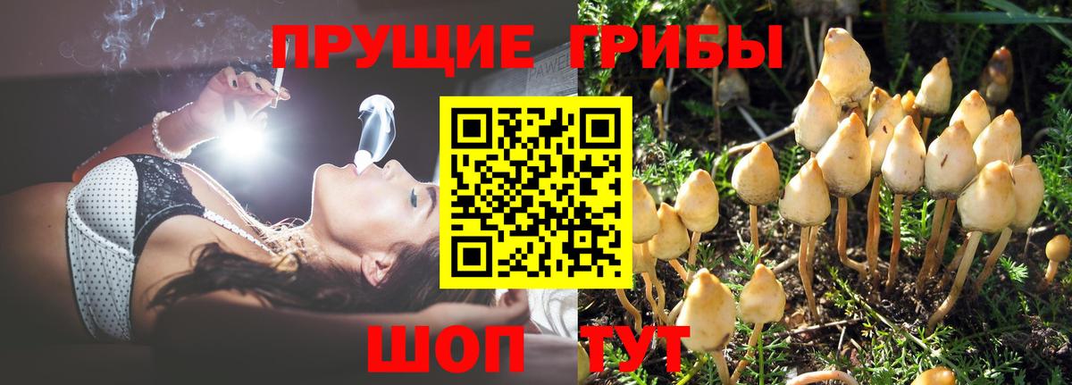 Галлюциногенные грибы MAGIC MUSHROOMS  Калининград  Псилоцибиновые грибы мухоморы 